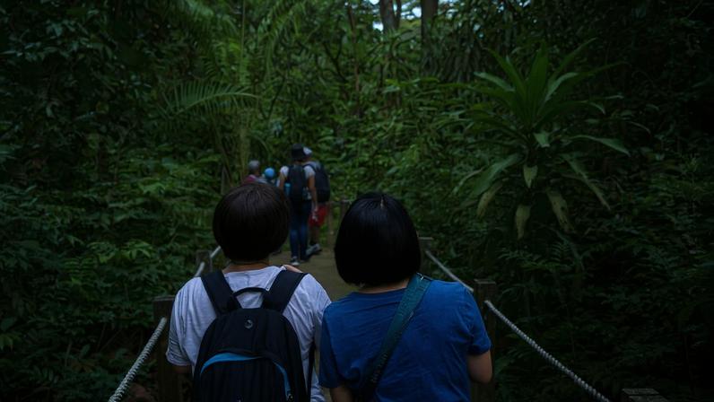 Ciência cidadã reconecta copas de árvores em Singapura para langures evasivos