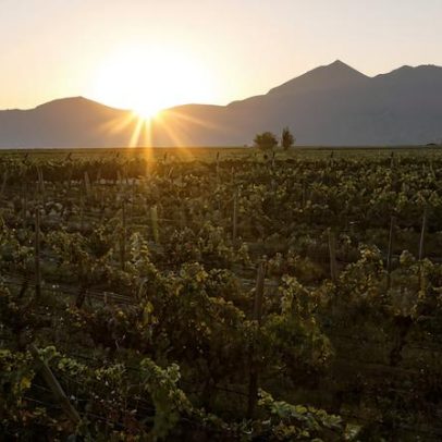 Baronesa P. homenageia ícone do mundo do vinho