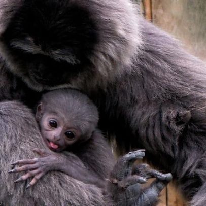 Filhote de gibão-de-java nasce em santuário britânico de espécies raras