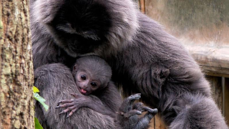 Filhote de gibão-de-java nasce em santuário britânico de espécies raras