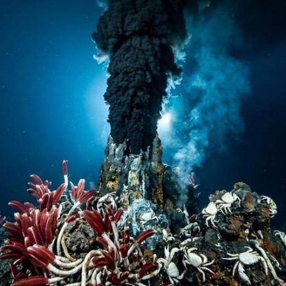 Vulcões submarinos a 2.400 m abrigam vermes de 2,4 m sem boca nem digestivo