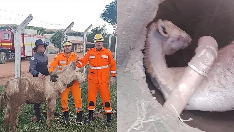 O Corpo de Bombeiros Militar de Minas Gerais (CBMMG) realizou, na tarde desta segunda-feira (7), o resgate de um jumento que caiu em um bueiro na cidade de Francisco Sá, no Norte de Minas