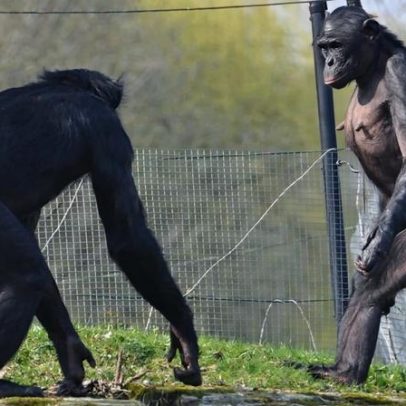 Bonobos pacíficos mostram agressividade similar a chimpanzés, aponta estudo
