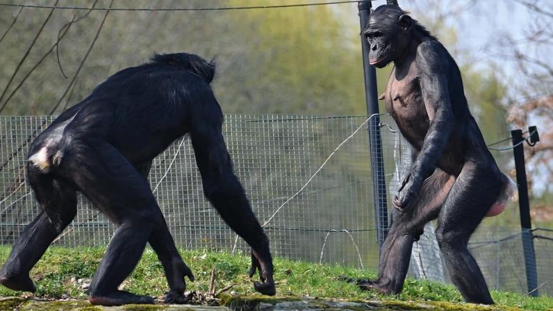 Aggressive behavior by bonobos. Image by Nicky Staes (CC BY-SA 4.0).