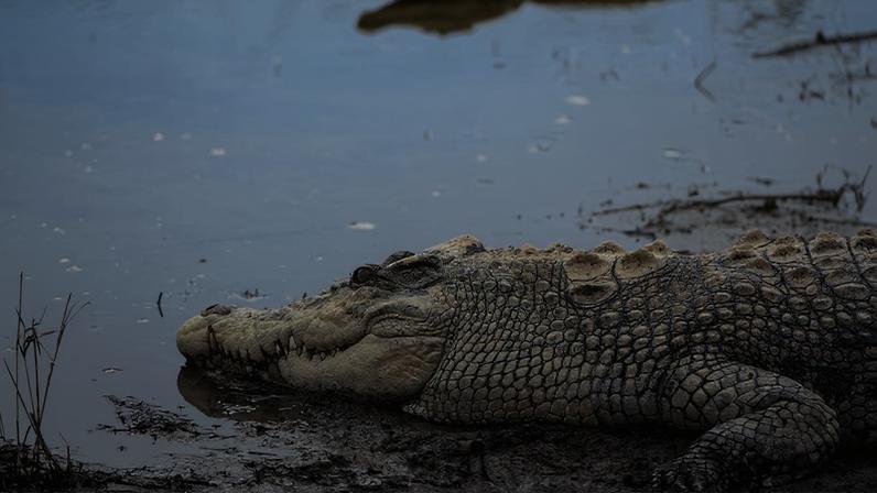 The saltwater crocodile — the world’s largest reptile — can exceed 6 meters (20 feet) in length