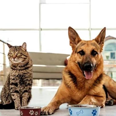 Proteína para pets: importância do nutriente na dieta animal