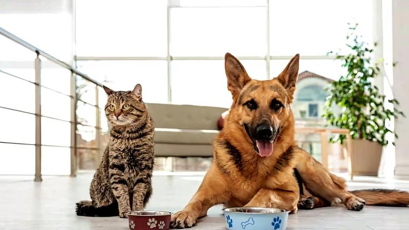 Proteína para pets: importância do nutriente na dieta animal