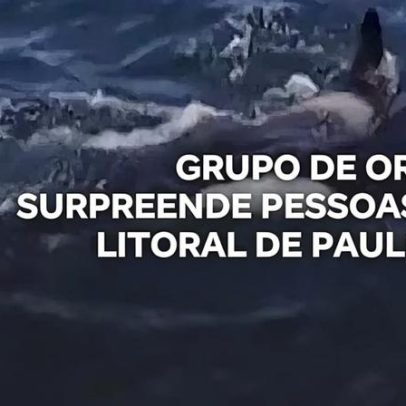 Grupo de orcas surpreende banhistas no litoral paulista