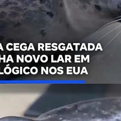 Foca cega resgatada encontra novo lar em zoológico nos EUA
