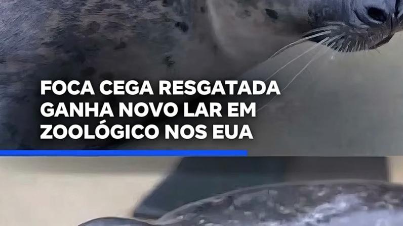 Foca cega resgatada encontra novo lar em zoológico nos EUA