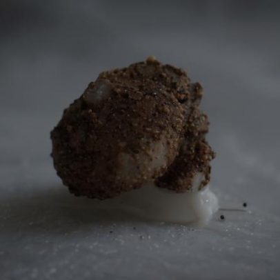 Caracol microscópico translúcido é descoberto no Camboja