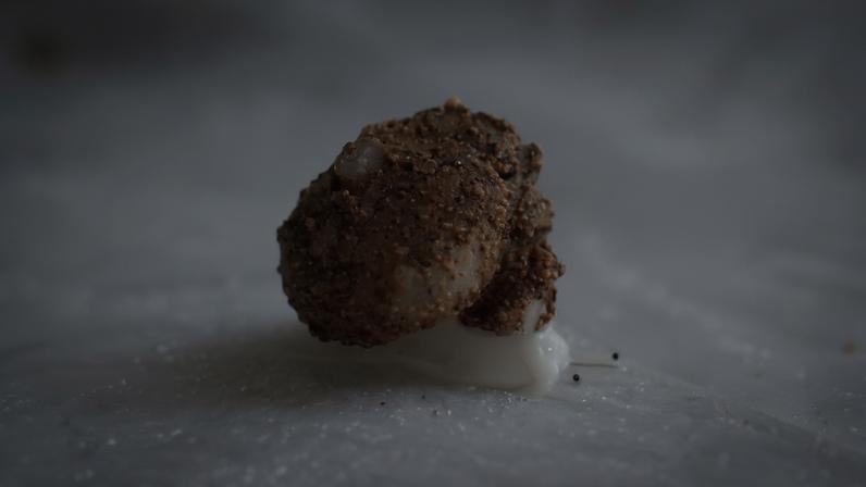 Caracol microscópico translúcido é descoberto no Camboja