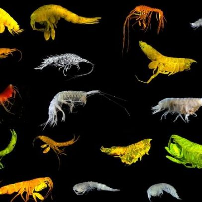 24 novas espécies na zona oceânica avaliadas para mineração de metais de bateria