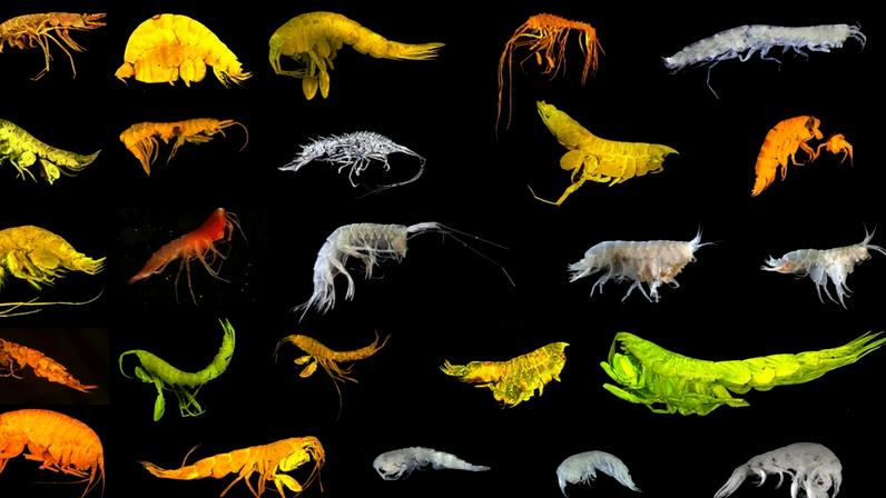 24 novas espécies na zona oceânica avaliadas para mineração de metais de bateria