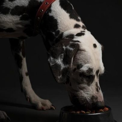 Ração sem grãos divide especialistas: tendência ou risco à saúde dos pets?