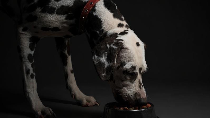 Dieta sem grãos pode ter riscos e benefícios. (Foto: Getty Images via Canva)