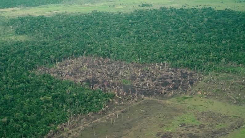 Área desmatada na Amazônia é equivalente a 56 mil campos de futebol
