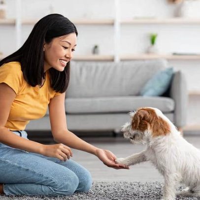 Treino para cães adultos ou idosos melhora a saúde do pet