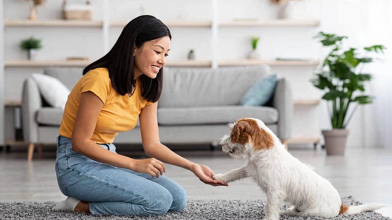 Treino para cães adultos ou idosos melhora a saúde do pet