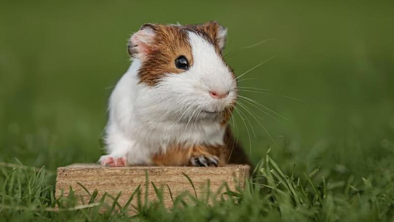 7 curiosidades sobre porquinho-da-índia que você precisa conhecer