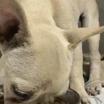 Bulldog ingere 55 pedras de crack; veterinários salvam em SC