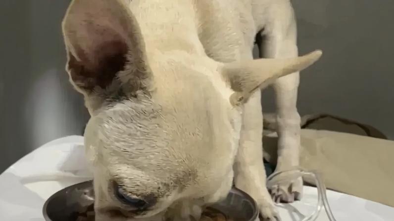 Bulldog Antonieta, como foi identificada, apresentou convulsões, alterações neurológicas | Foto: Katia Fernandes/Reprodução
