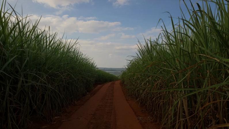 Plantação de cana-de-açúcar em Ribeirão Preto (SP) - 02/05/2019 (Foto: REUTERS/Marcelo Teixeira)