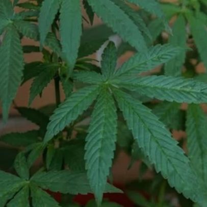 Governo Trump reclassifica maconha medicinal como droga menos perigosa