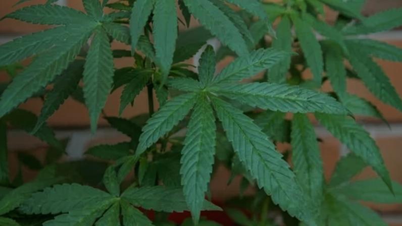 Cannabis Sativa