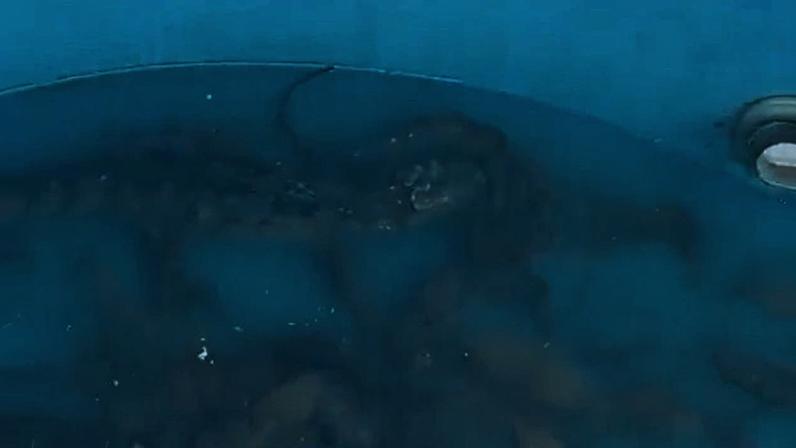Criação de jacarés em caixa d'água encontrada por PMs durante operação na Zona Sudoeste do Rio de Janeiro. 16/04/2026