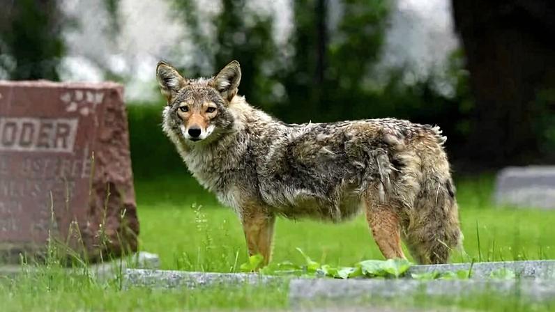 Conviver com coiotes urbanos nos EUA é mais fácil do que parece