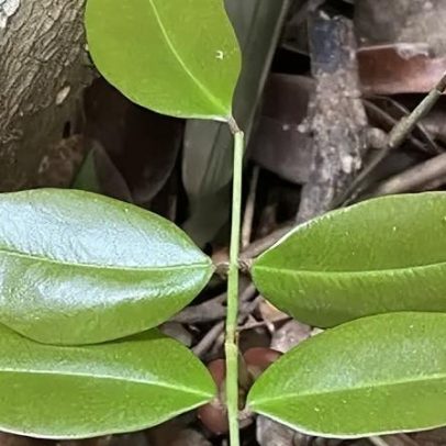 Composto de planta medicinal inibe a replicação do coronavírus, diz estudo