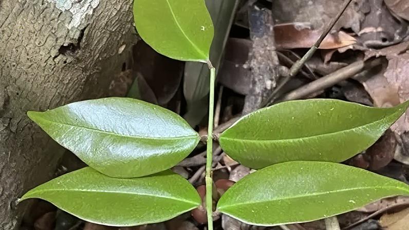 Copaíba-vermelha é uma árvore endêmica do Brasil encontrada na Mata Atlântica