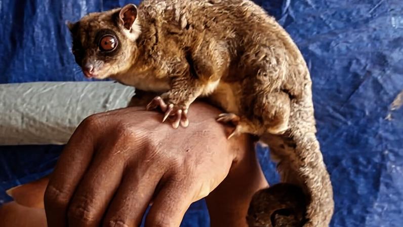 Espécie considerada extinta há milênios é redescoberta com conhecimento indígena