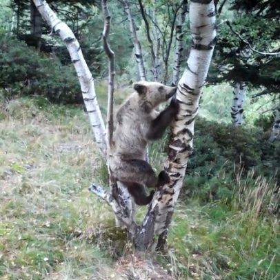 População de urso-pardo dos Pirineus atinge cerca de 130 na última contagem