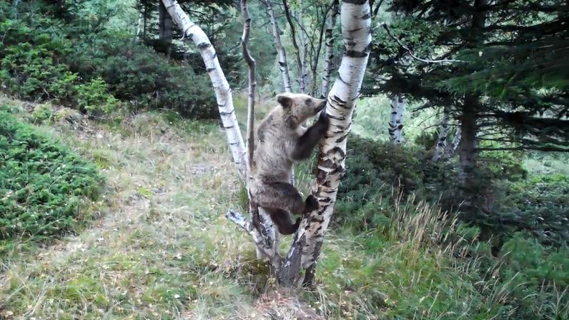 População de urso-pardo dos Pirineus atinge cerca de 130 na última contagem