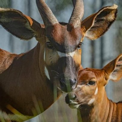 Quênia receberá 4 bongos-da-montanha de zoológicos europeus