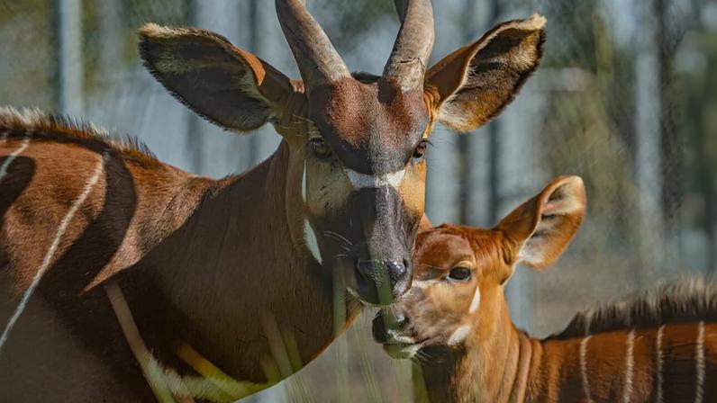 Quênia receberá 4 bongos-da-montanha de zoológicos europeus