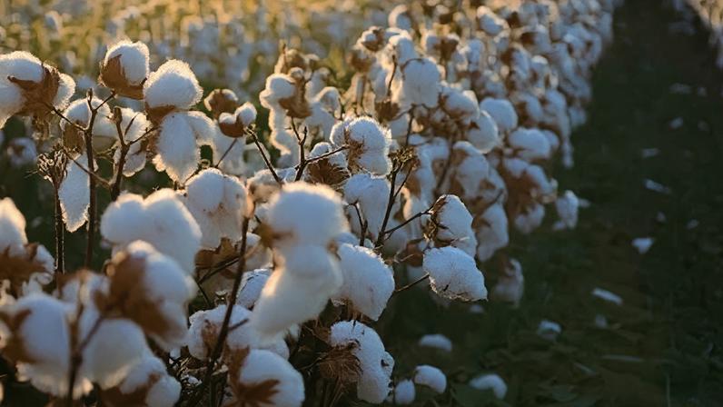 • Divulgação/Agritech