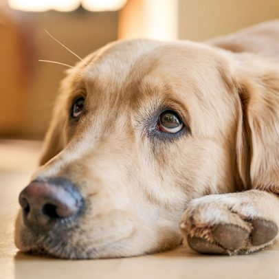 Sete sinais de que seu cachorro está com dor e você pode não perceber