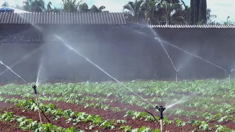 Irrigação desempenha um papel crucial na agricultura familiar