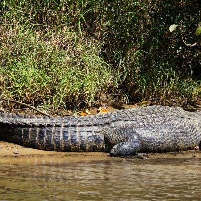 Índia planeja usar cobras e crocodilos para proteger fronteiras