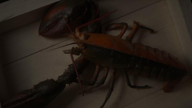 Uma em 50 milhões: lagosta bicolor impressiona pela raridade genética (Imagem: Wellfleet Shellfish Company/ Divulgação)