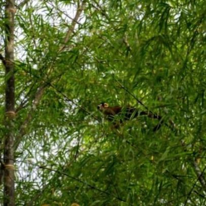 Peru aposta em bambu para recuperar natureza na região de cultivo de coca