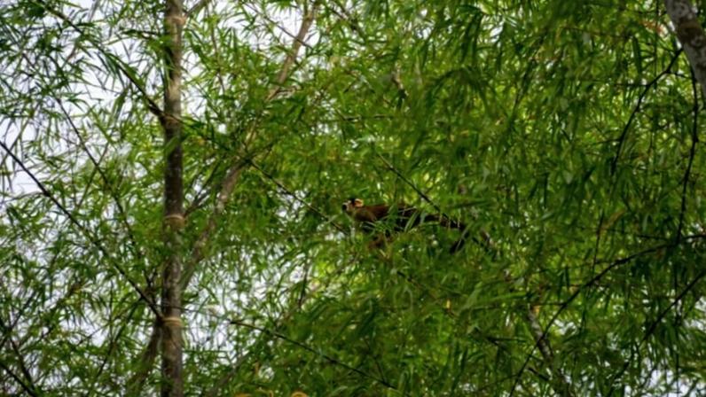 Monkey in tree
