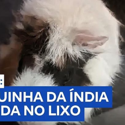 Porquinha-da-índia grávida é encontrada dentro de sacola em lixeira no Guarujá