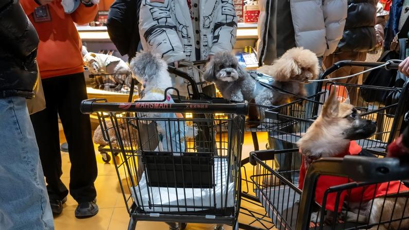 China: país quer estimular gastos com pets, brinquedos e hobbies