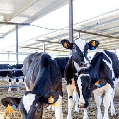 MSD Saúde Animal amplia uso de dados para ouvir bovinos e elevar eficiência