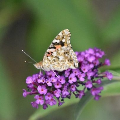 Arvore-das-borboletas Buddleia tem flores exuberantes e pouca irrigacao