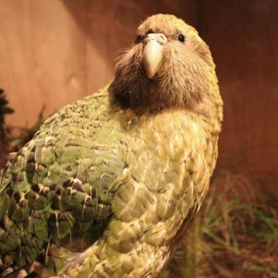 Papagaio raro à beira da extinção registra reprodução recorde